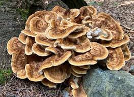 Attēlu rezultāti vaicājumam “Bondarzewia mesenterica”