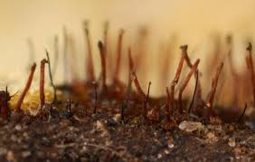 Attēlu rezultāti vaicājumam “Ophiostoma polyporicola”