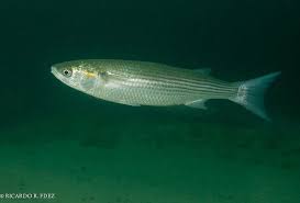 Image result for Liza aurata