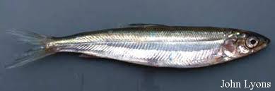 Image result for Coregonus artedi