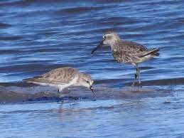 Attēlu rezultāti vaicājumam “Calidris falcinellus adult”