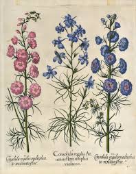 Attēlu rezultāti vaicājumam “Consolida regalis bud”