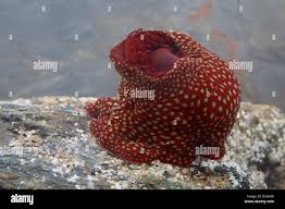 ผลการค้นหารูปภาพสำหรับ strawberry anemone