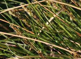 Attēlu rezultāti vaicājumam “Carex paniculata”