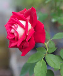 Image result for Red Rose Cc