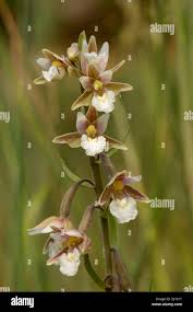 Attēlu rezultāti vaicājumam “Epipactis palustris flower”