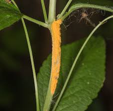 Attēlu rezultāti vaicājumam “Melampsora populnea”