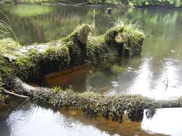 Attēlu rezultāti vaicājumam “Fontinalis antipyretica”