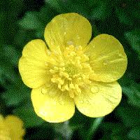 Attēlu rezultāti vaicājumam “Ranunculaceae”