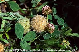 Attēlu rezultāti vaicājumam “Trifolium montanum fruit”