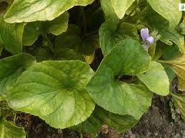 Attēlu rezultāti vaicājumam “Viola uliginosa”