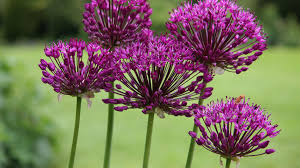 Image result for Zierlauch