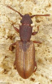 Attēlu rezultāti vaicājumam “Silvanidae”