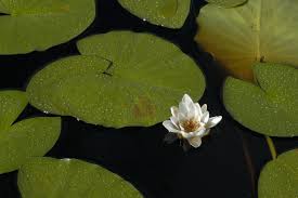 Attēlu rezultāti vaicājumam “Nymphaea alba leaf”