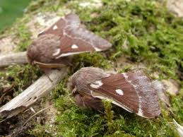 Attēlu rezultāti vaicājumam “Eriogaster lanestris”