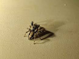 Attēlu rezultāti vaicājumam “Evarcha falcata male”