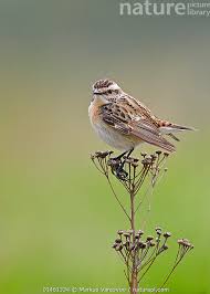 Attēlu rezultāti vaicājumam “Saxicola rubetra”