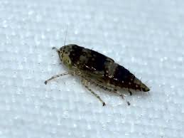 Attēlu rezultāti vaicājumam “Paramesus obtusifrons”