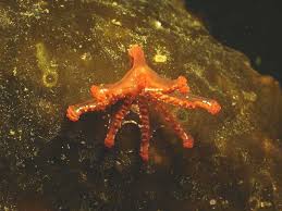 Attēlu rezultāti vaicājumam “Cribraria atrofusca stalked”