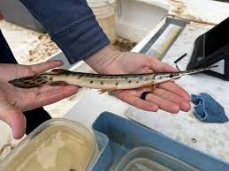 Image result for Lepisosteus osseus