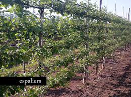 Attēlu rezultāti vaicājumam “Malus domestica”