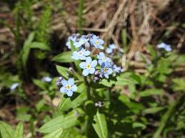 Image result for Myosotis sylvatica