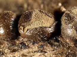 Attēlu rezultāti vaicājumam “Dianema depressum macro”