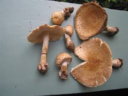 Attēlu rezultāti vaicājumam “Amanita rubescens”