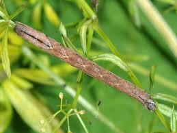 Attēlu rezultāti vaicājumam “Catarhoe rubidata”