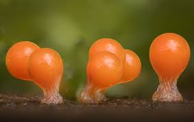 Attēlu rezultāti vaicājumam “Physarum nitens macro”