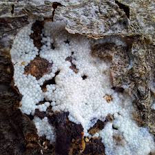 Attēlu rezultāti vaicājumam “Stemonitis herbatica spores”