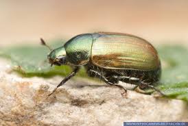 Attēlu rezultāti vaicājumam “Anomala dubia”