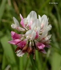 Attēlu rezultāti vaicājumam “Trifolium hybridum flower”
