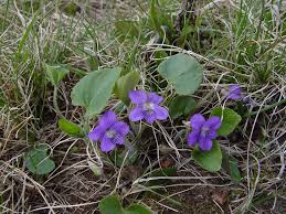 Attēlu rezultāti vaicājumam “Viola sororia”