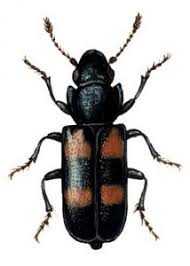 Attēlu rezultāti vaicājumam “Glischrochilus quadripunctatus”