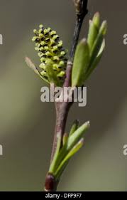 Attēlu rezultāti vaicājumam “Betula nana female flower”