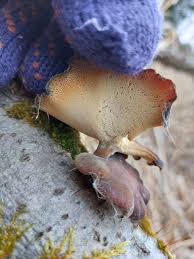 Attēlu rezultāti vaicājumam “Polyporus brumalis”