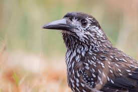 Attēlu rezultāti vaicājumam “Nucifraga caryocatactes”