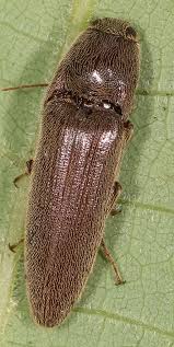 Attēlu rezultāti vaicājumam “Melanotus sp.”