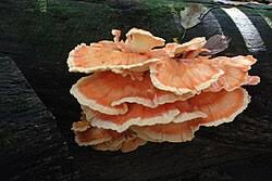 Attēlu rezultāti vaicājumam “Laetiporus sulphureus”