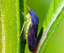 Attēlu rezultāti vaicājumam “Melanotus sp.”