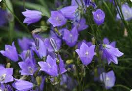 Attēlu rezultāti vaicājumam “Campanula rotundifolia”