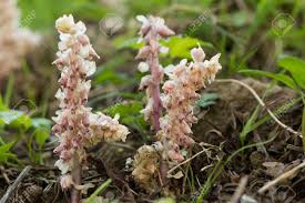 Attēlu rezultāti vaicājumam “Lathraea squamaria flower”