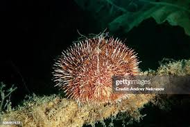Image result for Strongylocentrotus droebachiensis