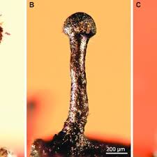 Attēlu rezultāti vaicājumam “Calicium salicinum”
