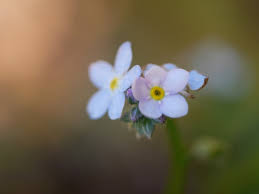 Attēlu rezultāti vaicājumam “Myosotis micrantha”