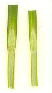 Attēlu rezultāti vaicājumam “Carex spicata”