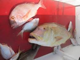 Image result for Petrus rupestris