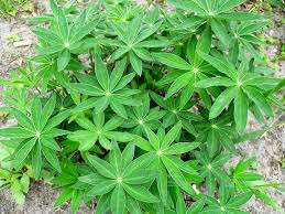 Attēlu rezultāti vaicājumam “Lupinus polyphyllus leaf”