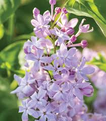 Attēlu rezultāti vaicājumam “Syringa vulgaris”